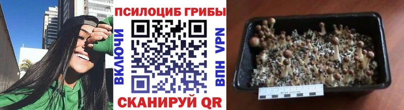 что такое наркотик  Вятские Поляны  кракен tor  Псилоцибиновые грибы Cubensis 